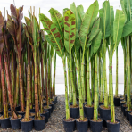 Banánovník (Banana sikkimensis) ´RED TIGER´ - výška 220-230 cm, kont. C9L (-20°C)